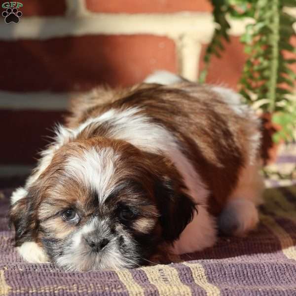 Lacey, Shih Tzu Puppy